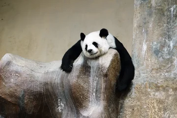 Acrylic prints Panda panda bear resting