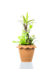 Small tree in pot isolated