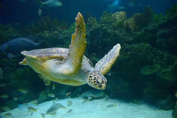 Sea Turtles photos, royalty-free images, graphics, vectors & videos ...