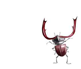 Stag beetle