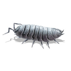 the pill-bug