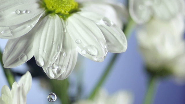 Blossom white flower under raindrops