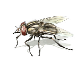 Common fly
