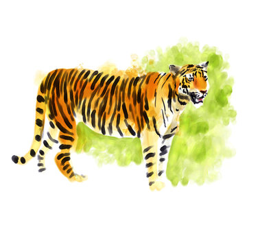 Tiger digital watercolor