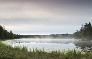 Morning in pond