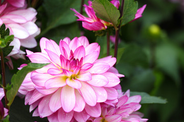 Fototapeta premium Rosa Dahlie