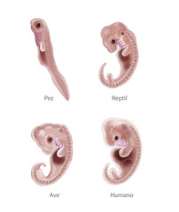Animal and human embryo