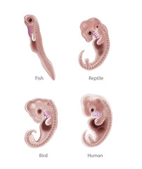 Animal and human embryo