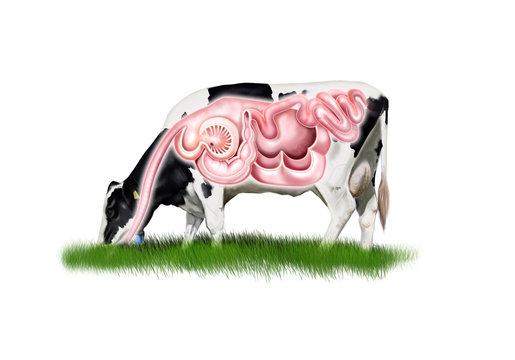 Cow digestive system
