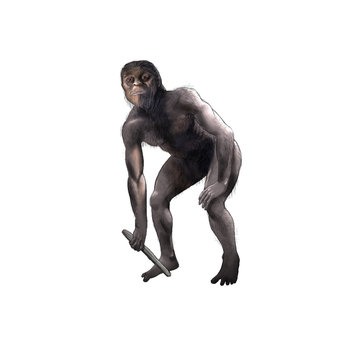 Australopithecus