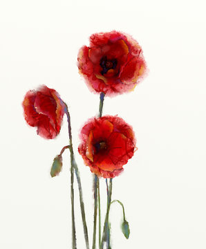 Red poppy flowers watercolor painting