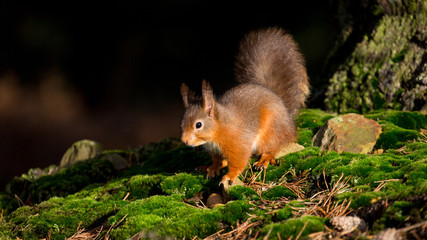 Naklejka na ściany i meble Red Squirrel on forest floor