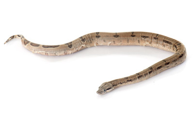 Fototapeta premium young boa constrictor