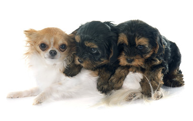 puppies yorkshire terrier and chihuahua