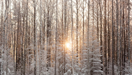 Fototapeta premium Winter forest with the sun in the background