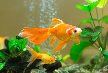 Few goldfishes swim in an aquarium.