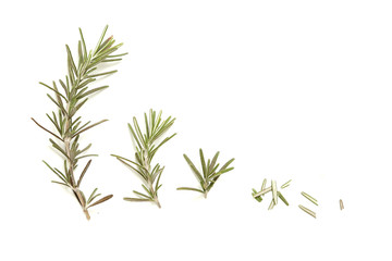 Fresh rosemary twigs on the white background