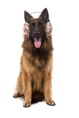 German Shepherd dog