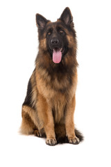 German Shepherd dog