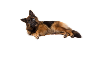 German Shepherd dog