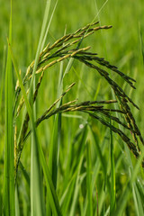 Closeup of green paddy rice.