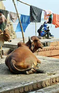 Holy cow in India - Varanasi
