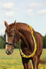 Portrait of chestnut horse with dandelion circlet