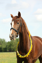 Obraz premium Portrait of chestnut horse with dandelion circlet
