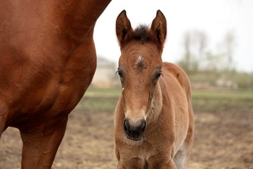 Naklejka na ściany i meble Brown cute foal portrait with his mother