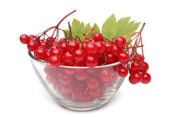 Red berries of viburnum in glass bowl