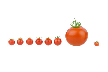 Tomato covey.