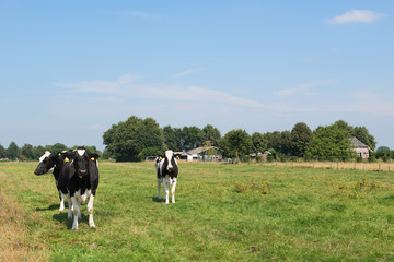 Dutch cows