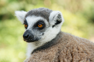 young lemur