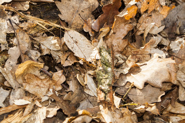 dead nature