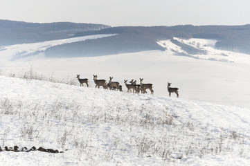 Naklejka premium curious deers