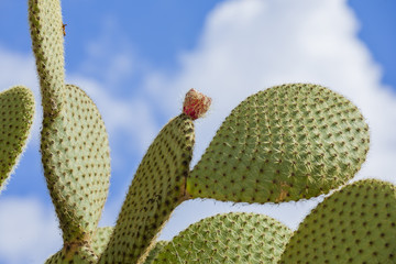 Prickly pear cactus with fruit in purple color..