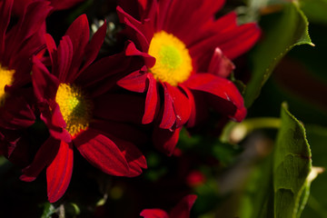 kleine Hagebutten und Zimt im Wintergesteck