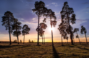 Obraz premium Sonnenutergang hinter Bäumen