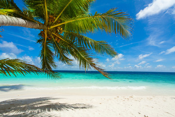 Obraz na płótnie Canvas Rest in Paradise - Malediven - Palmenstrand, Himmel und Meer