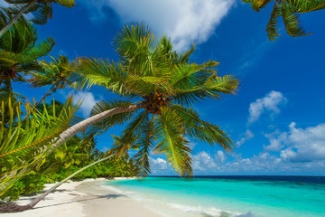 Rest in Paradise - Malediven - Palmen am Strand
