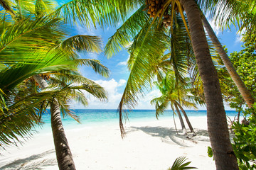 Rest in Paradise - Malediven - Palmenstrand