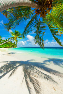 Rest in Paradise - Malediven - Palme, Palmenschatten, Strand