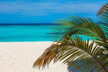 Fototapeta premium Rest in Paradise - Malediven - Palme, Strand und Meer