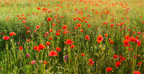 Fototapeta 	Polne maki pośród traw i kwiatów polnych obraz