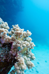 Fototapeta na wymiar coral reef with white soft coral in tropical sea ,underwater