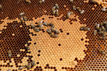 Closeup of working bees in the hive