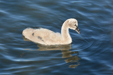 Black swan cygnet