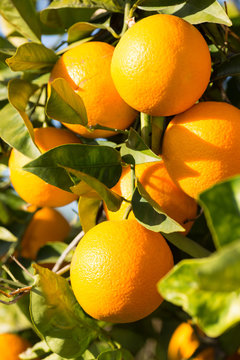 Valencia Orange Trees