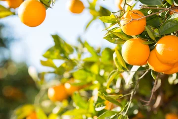 Fotobehang Valencia sinaasappelbomen © 135pixels