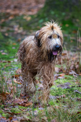 Briard Dog